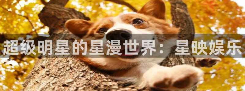今年会app